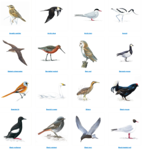 Putnu attēli, katalogs