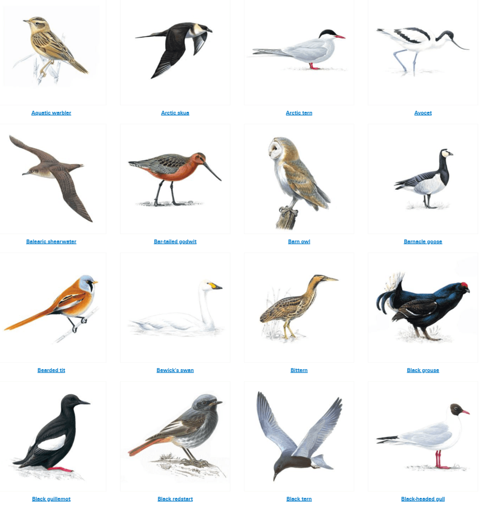 Putnu katalogs- Birds A- Z Bird Guides – The RSPB